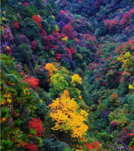 大明山红叶