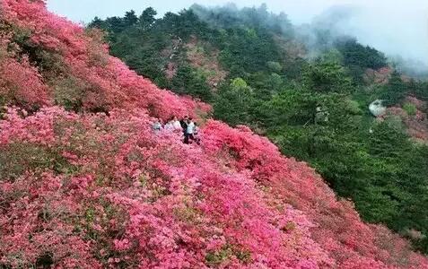 粉色杜鹃花