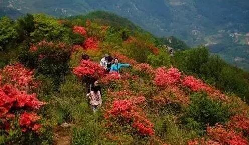 欣赏杜鹃花