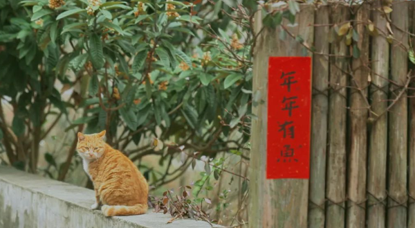 相见村猫咪