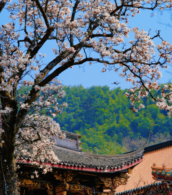 禅源寺的玉兰